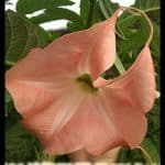 Angel trumpet