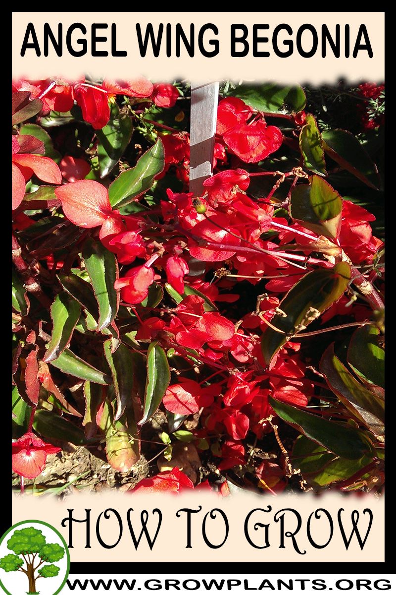 How to grow Angel wing Begonia