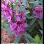 Angelonia