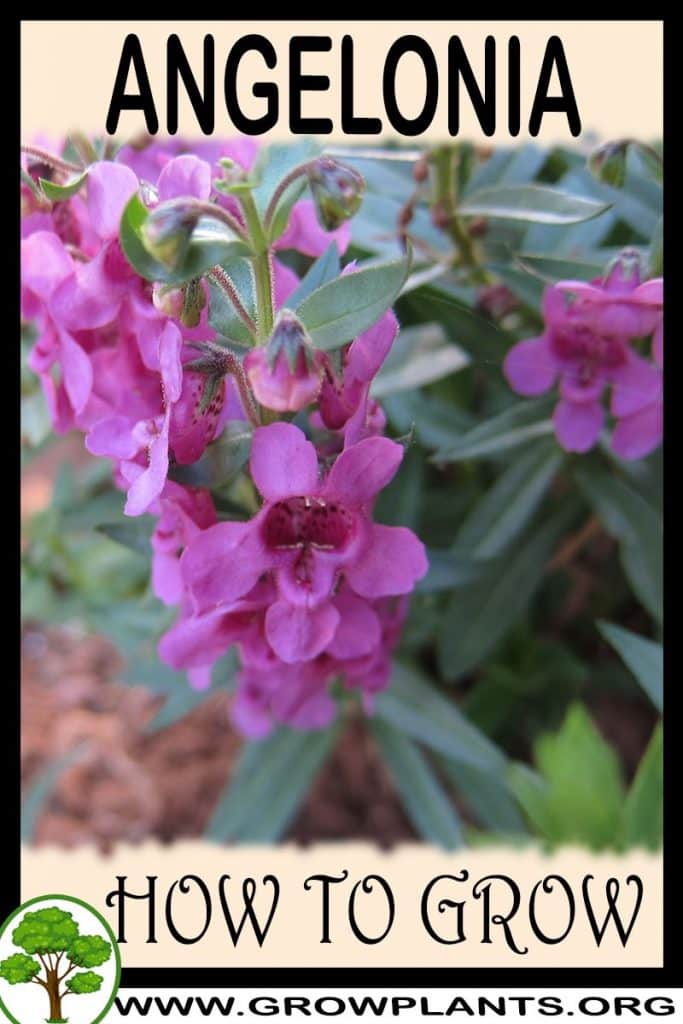 Angelonia