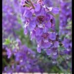 Angelonia angustifolia
