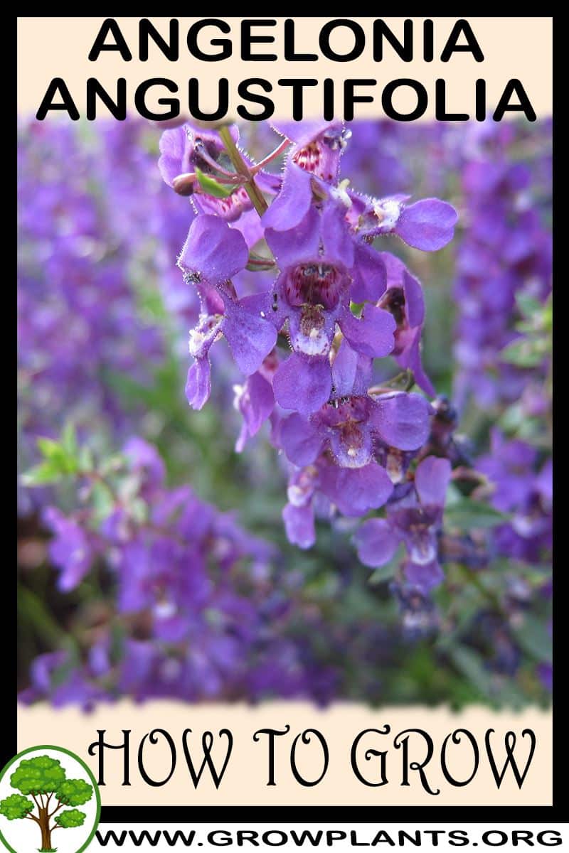 How to grow Angelonia angustifolia