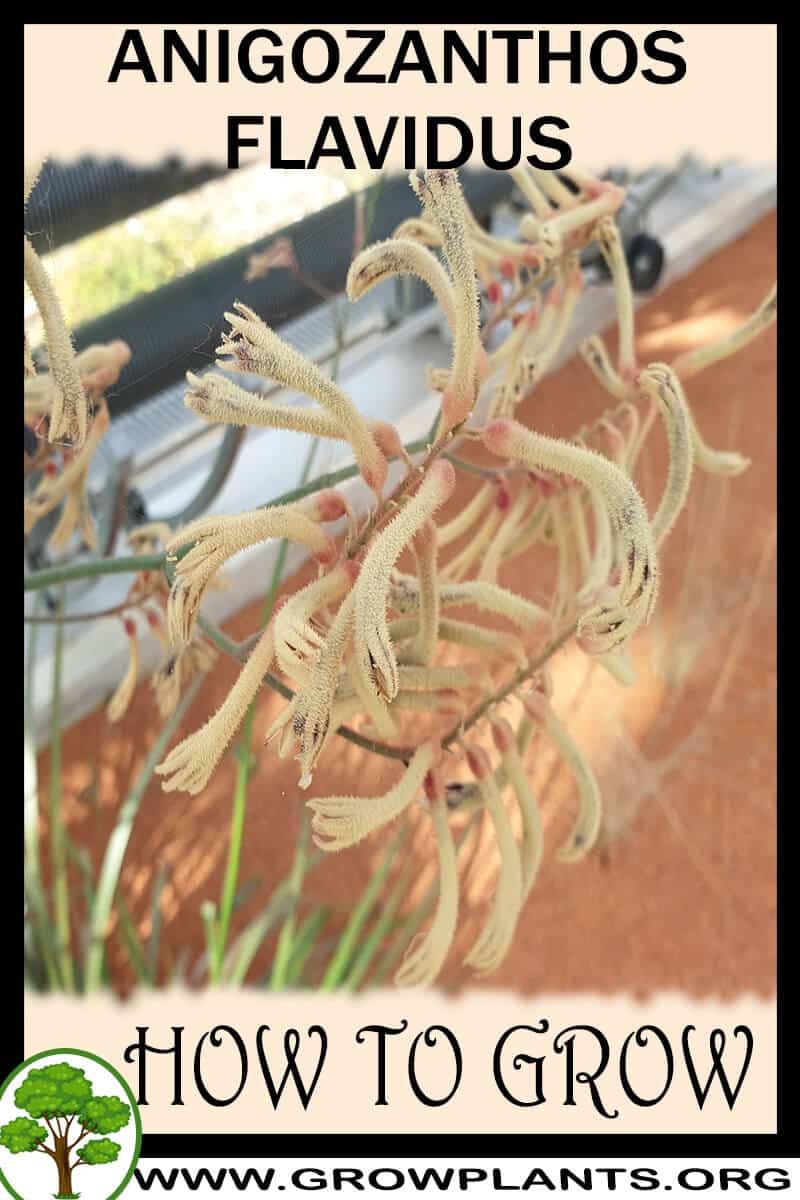 How to grow Anigozanthos flavidus