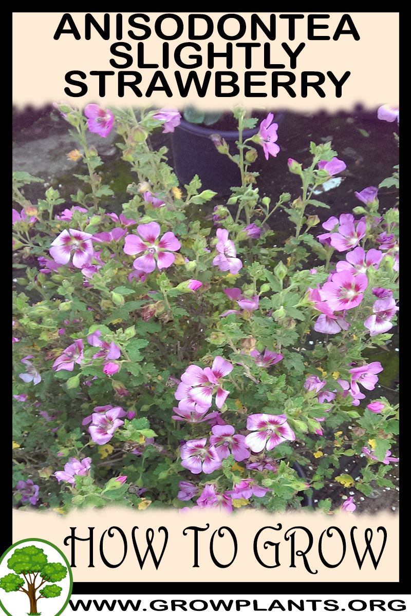 How to grow Anisodontea Slightly strawberry
