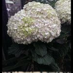 Annabelle hydrangea