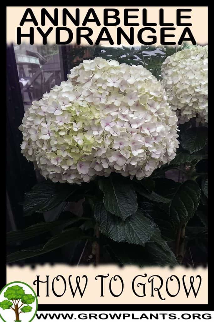 Annabelle hydrangea