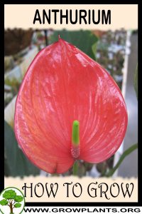How to grow Anthurium