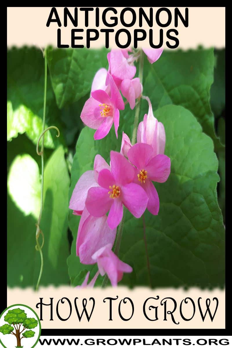 How to grow Antigonon leptopus