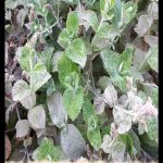 Apple mint plant