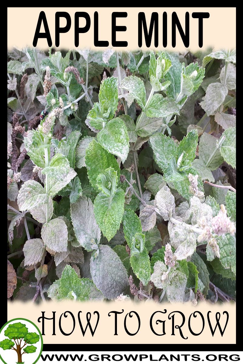 How to grow Apple Mint
