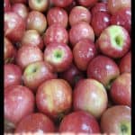 Apple tree