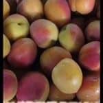 Apricot tree