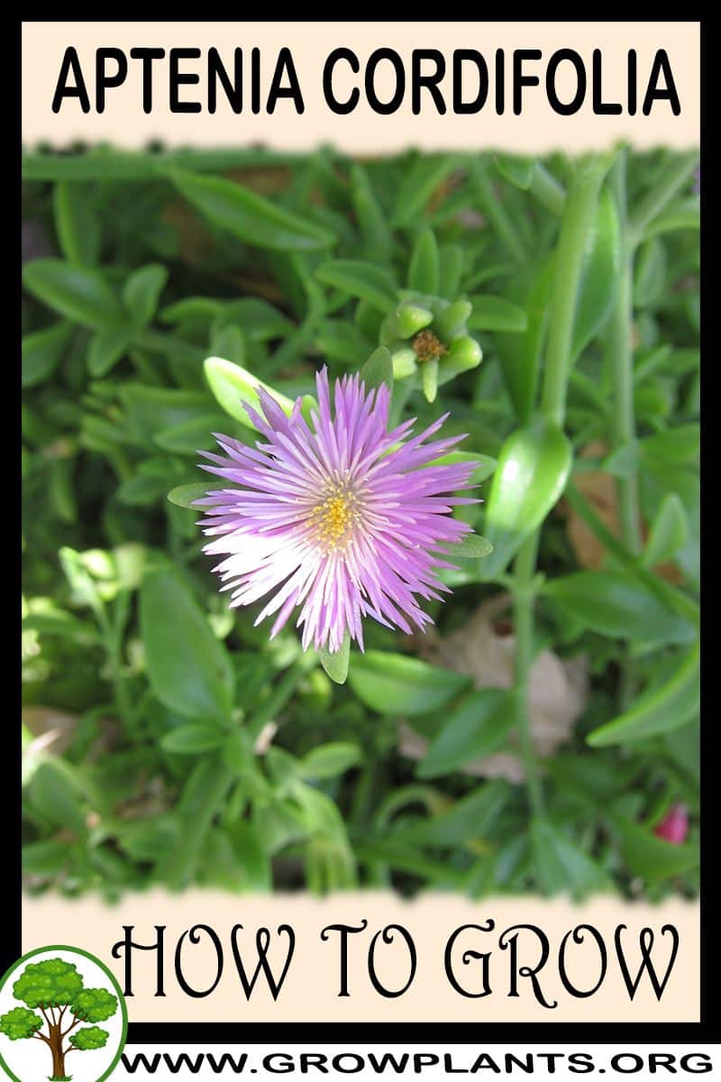 How to grow Aptenia cordifolia