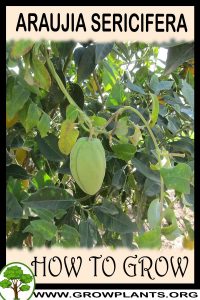 How to grow Araujia sericifera