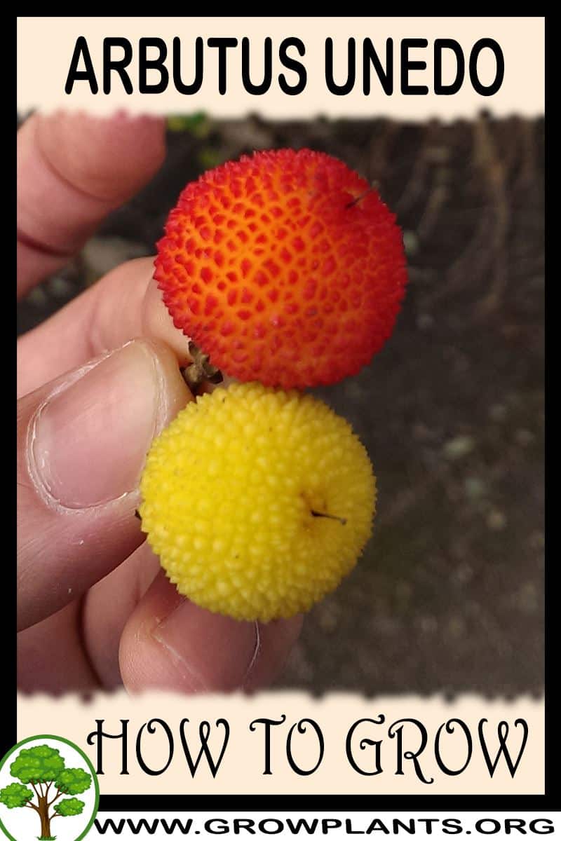 How to grow Arbutus unedo