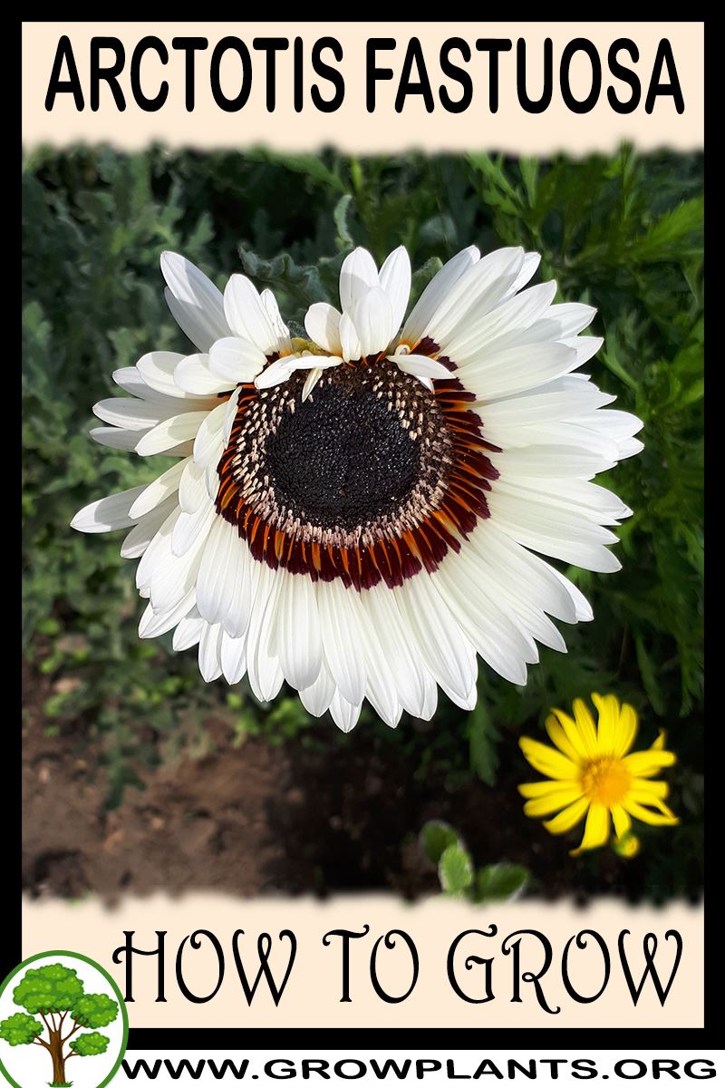 How to grow Arctotis fastuosa