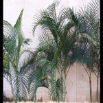 Areca palm