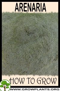 How to grow Arenaria