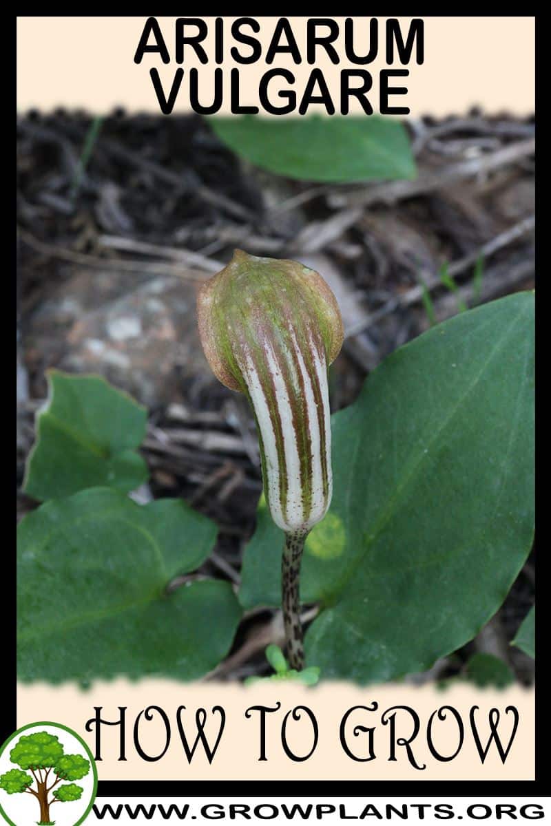 How to grow Arisarum vulgare