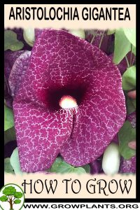 How to grow Aristolochia gigantea