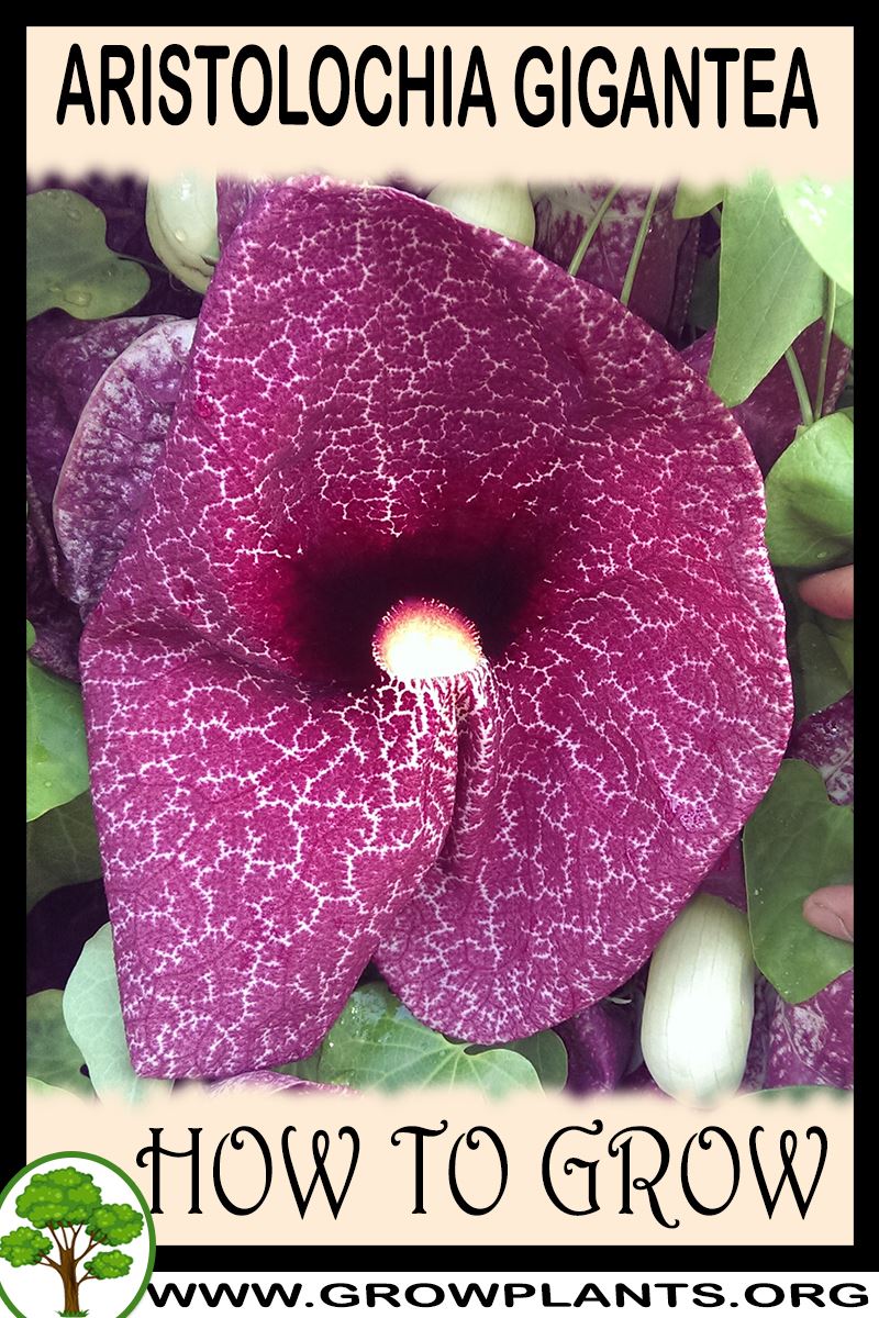 How to grow Aristolochia gigantea