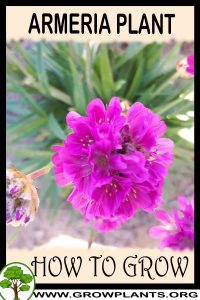 How to grow Armeria