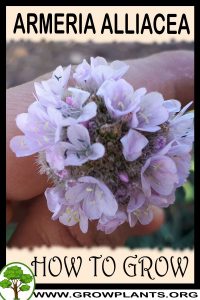 How to grow Armeria alliacea