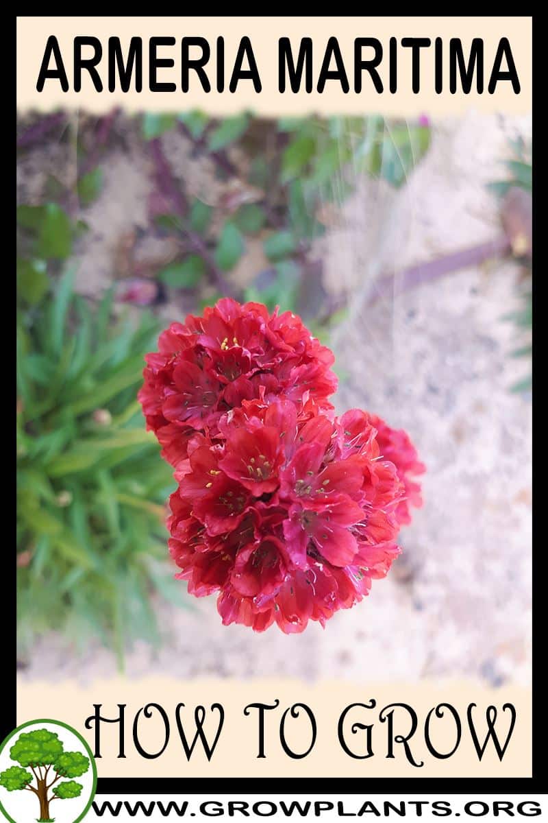 How to grow Armeria maritima