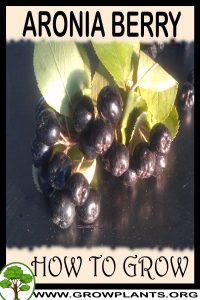 How to grow Aronia berry