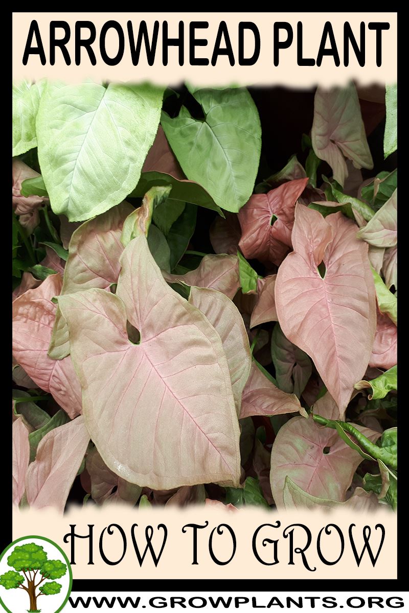 How to grow Arrowhead plant