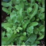 Arugula