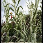 Arundo donax