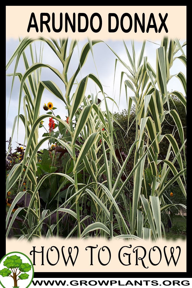 How to grow Arundo donax
