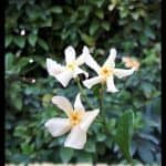 Asiatic jasmine