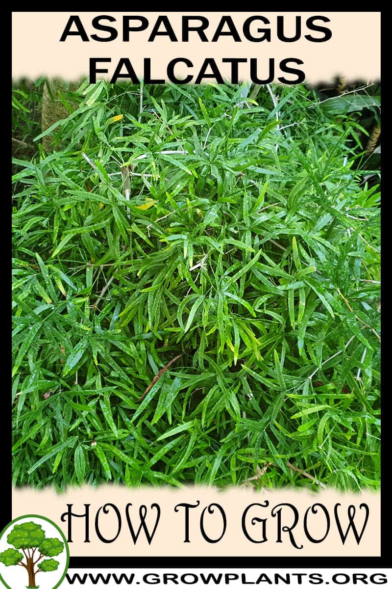 How to grow Asparagus falcatus