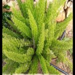Asparagus fern