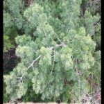 Asparagus myriocladus