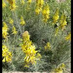 Asphodeline lutea