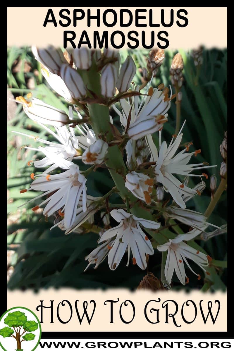 How to grow Asphodelus ramosus