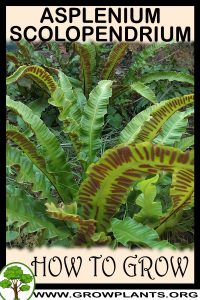 How to grow Asplenium scolopendrium