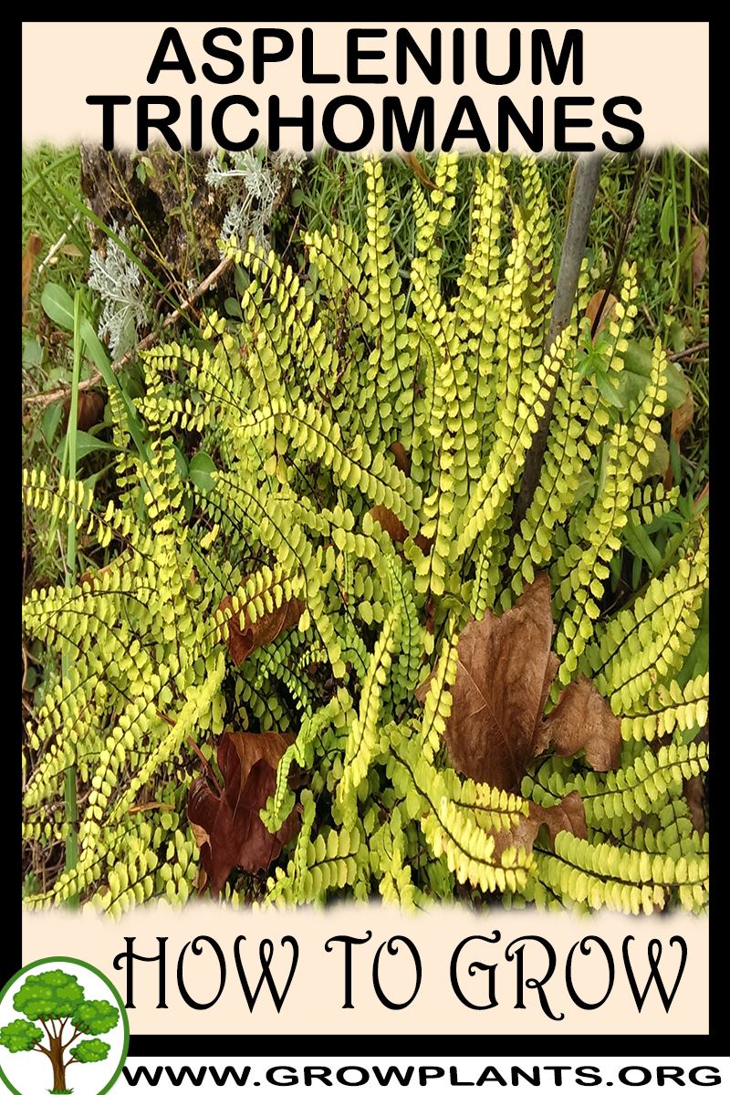How to grow Asplenium trichomanes