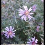 Aster lateriflorus