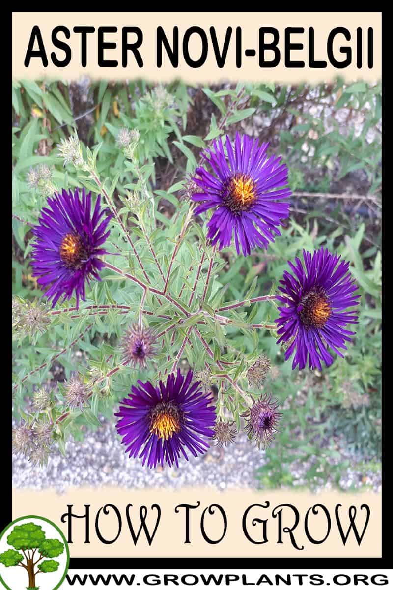 How to grow Aster novi belgii