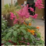 Astilbe