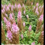 Astilbe arendsii
