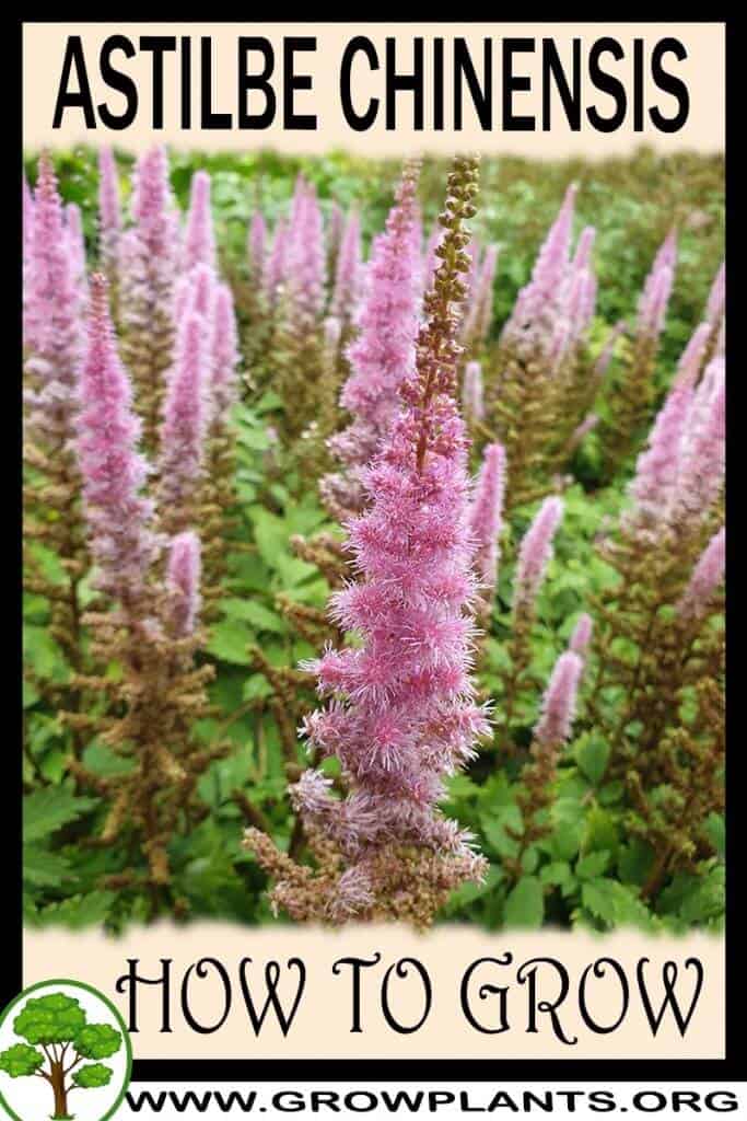 Astilbe chinensis