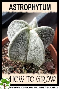 How to grow Astrophytum