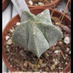 Astrophytum myriostigma
