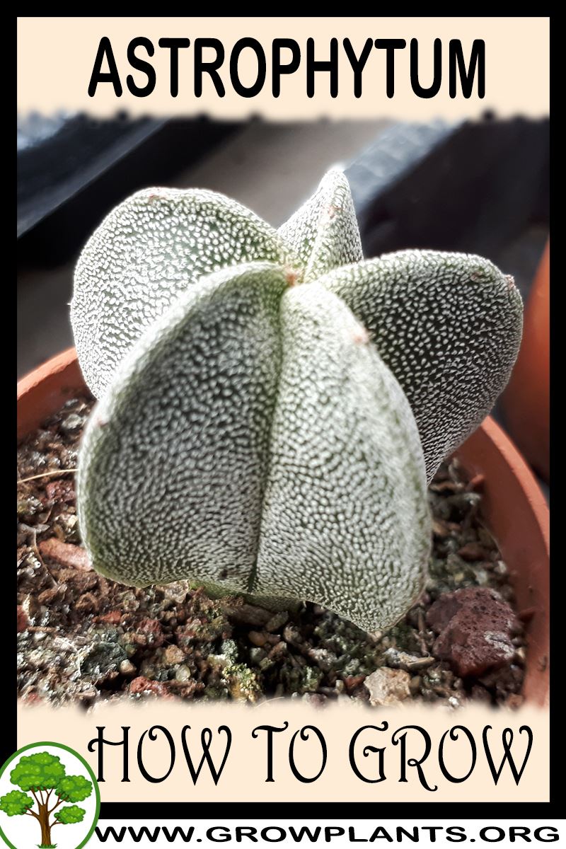 How to grow Astrophytum