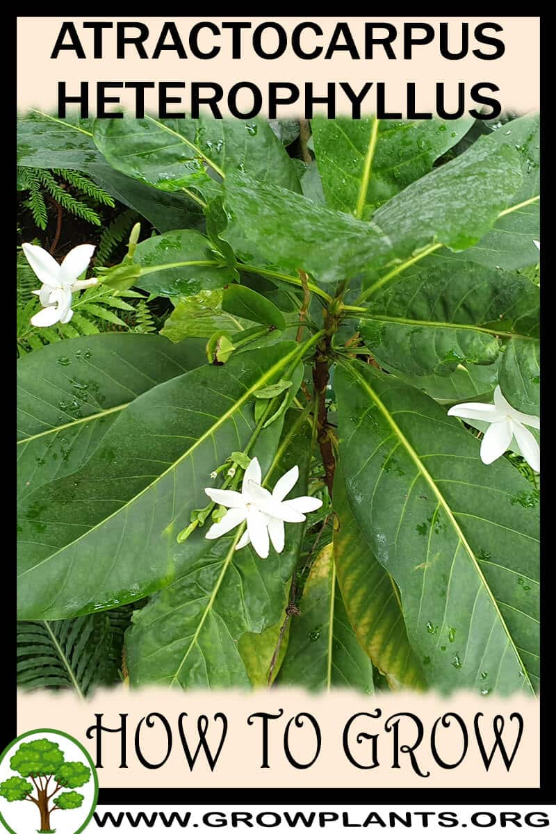 How to grow Atractocarpus heterophyllus